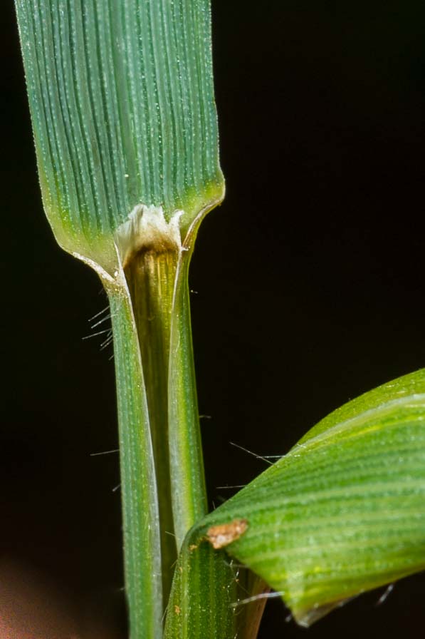 Arrhenatherum elatius / Avena altissima